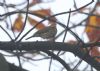 Olive-backed Pipit at Gunners Park (Don Petrie) (124006 bytes)